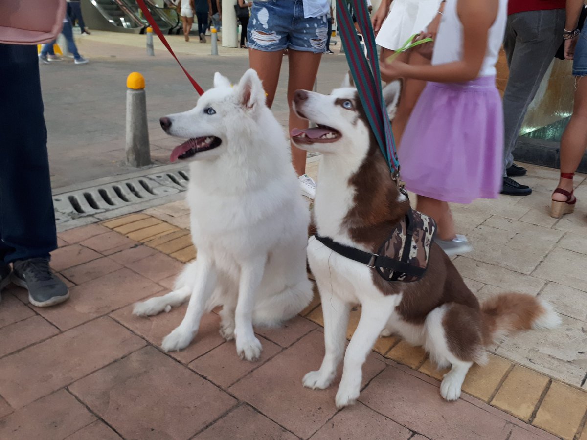 elmeridiano_co's tweet photo. Muchas mascotas monterianas participan hoy sábado 6 de octubre en el Centro Comercial Alamedas de #Montería @alamedascc del 4° Festival de Mascotas, organizado por Monterrico Veterinaria y Spa @monterricovs. #Mascotas #Perros #Gatos. https://t.co/Mnv4YEF7Xo
