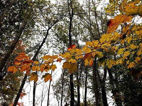 Edufrancoberton's tweet photo. Today during #sej2018 we visited #GeneseeCountyParks The colors of the woods were amazing! https://t.co/LFsDXRmCSz