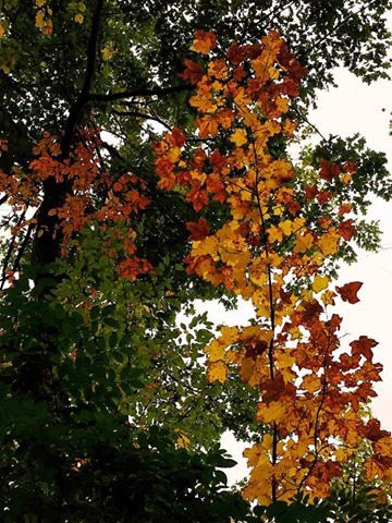 Edufrancoberton's tweet photo. Today during #sej2018 we visited #GeneseeCountyParks The colors of the woods were amazing! https://t.co/LFsDXRmCSz