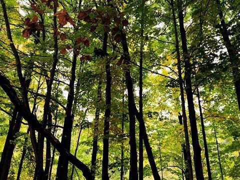 Edufrancoberton's tweet photo. Today during #sej2018 we visited #GeneseeCountyParks The colors of the woods were amazing! https://t.co/LFsDXRmCSz