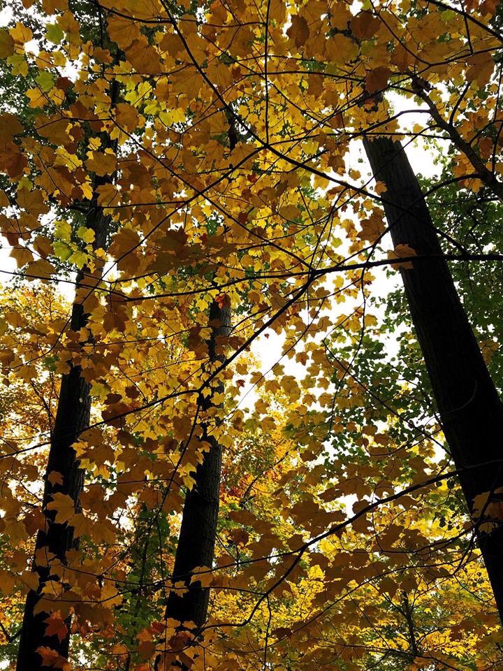 Edufrancoberton's tweet photo. Today during #sej2018 we visited #GeneseeCountyParks The colors of the woods were amazing! https://t.co/LFsDXRmCSz