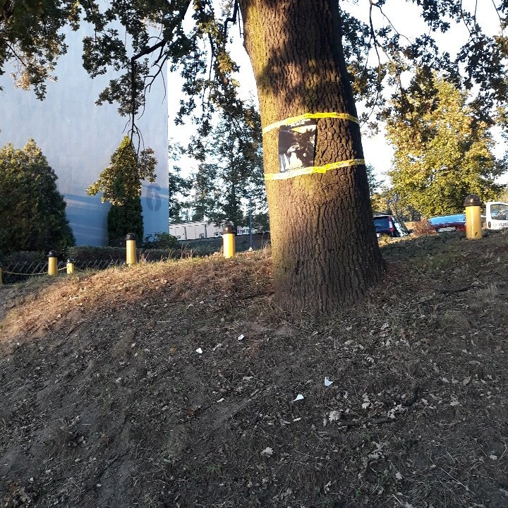 banditossulecin's tweet photo. Drzewko z widokiem na przedszkole
05.10.18r.
#localbanditos #localbanditossulecin #localbanditossulęcin #sulecin #sulęcin #banditotour #clique #trench #tøp #twentyonepilots https://t.co/0hJsqDxXOg