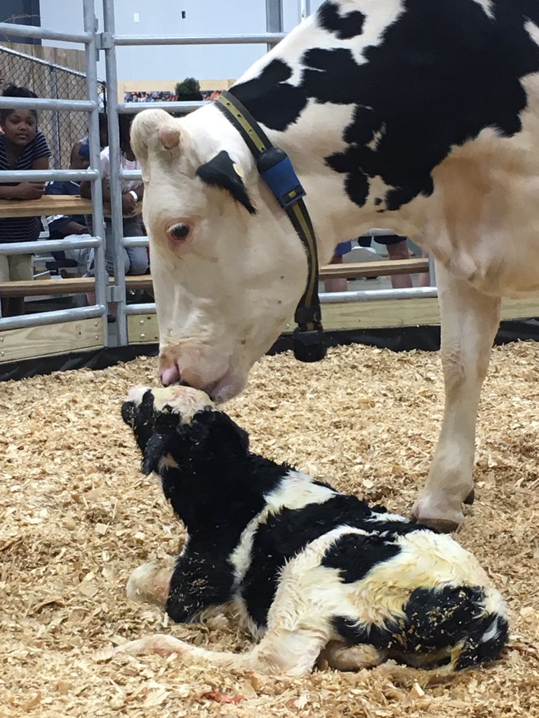 GeorgiaGrown's tweet photo. Cow kisses! Happy birthday, Stella, the THIRD calf born at the Georgia Grown Baby Barn TODAY! #georgiagrown #babybarn #ggatthefair https://t.co/0nq8qvtDEO