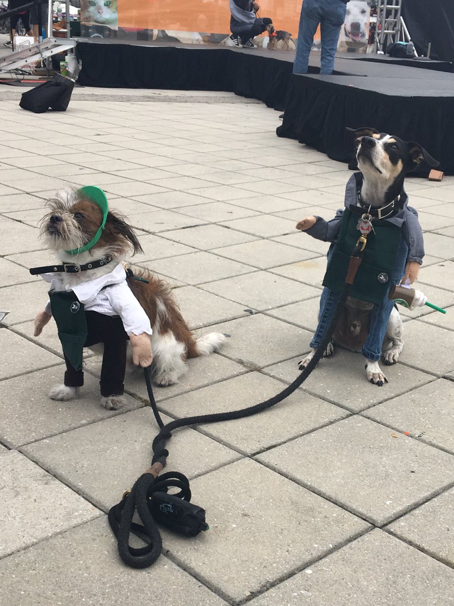 AnchorAngi's tweet photo. I introduce u 2 todayβs #costumecontestwinner #costume #costumecontest at @bestfriendsanimalsociety #muttstrut #muttstrut2018 They are Star-barks newest βbarkβistaβs!!!! #halloweencostume #halloween #halloweencostumes #halloweenideas #dogsdressedup #dog #dogs @NY1 #ny1pic https://t.co/bIowYuPdth