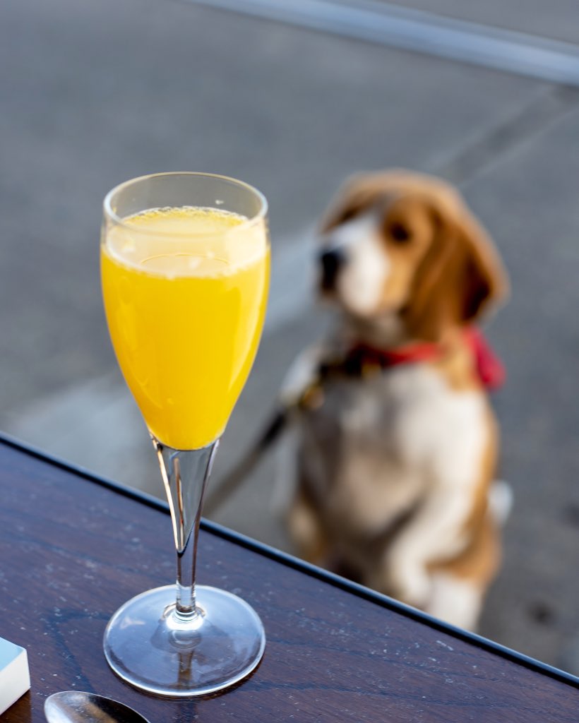 cafemorso's tweet photo. “DID SOMEONE SAY MIMOSAS!?” - IG/Barks_The_Beagle_ 🐶🥂 #CafeMorso https://t.co/QHr4wOmv6G