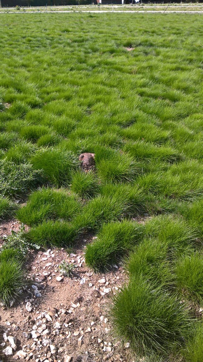 NickRowsell's tweet photo. This hare, in 2nd year field of fescue, really believes no one can see her! She never moved when I walked away. The land belongs to them https://t.co/i2GNZOBEJc