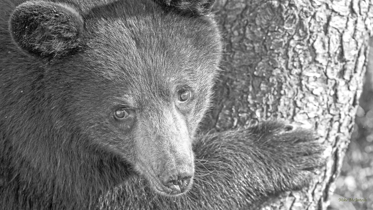 bearwithusbears's tweet photo. Bear cubs are born in January. Today (October) a 9 month old black bear cub will weigh 10 to 18 kg in the wild (22 to 40 pounds). Bear cubs are dependant on mother bear till next summer. https://t.co/LPhhOemFks https://t.co/9YDXA1NiaV