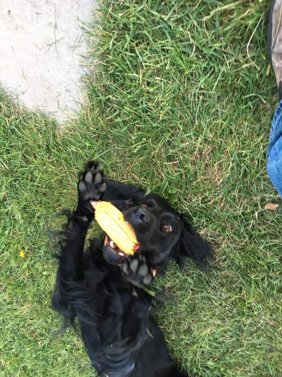 MMehlhaf's tweet photo. Hemi isn’t the only one excited about #P0688AM 🌽 https://t.co/ItWZJXBA32