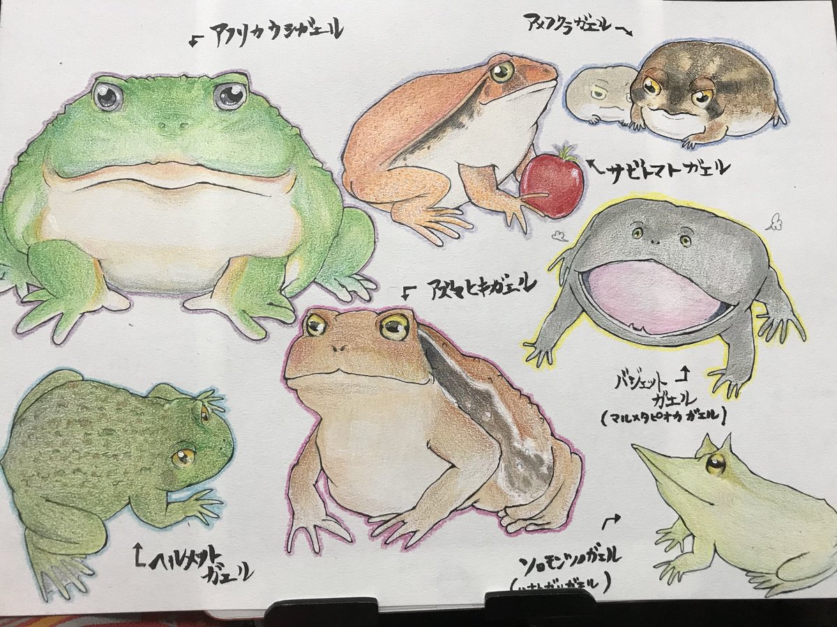 Puniqwa 久しぶりに一枚完成したー アフリカウシガエル サビトマトガエル バジェットガエル ヘルメットガエル アメフクラガエル サビトマトガエル アズマヒキガエル ソロモンツノガエル イラスト