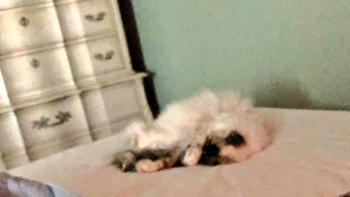CatTherapy4Real's tweet photo. Floooofy. https://t.co/RHT9aOk2dn