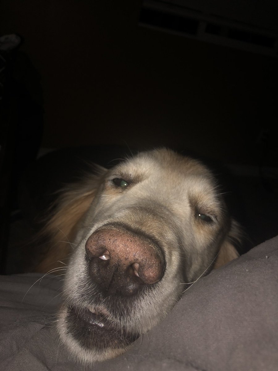 WayneCGolf's tweet image. My wife is out of town for the weekend so Buster thinks he gets her side of the bed, so I get to wake up to this face a few times a night. #wetnose
