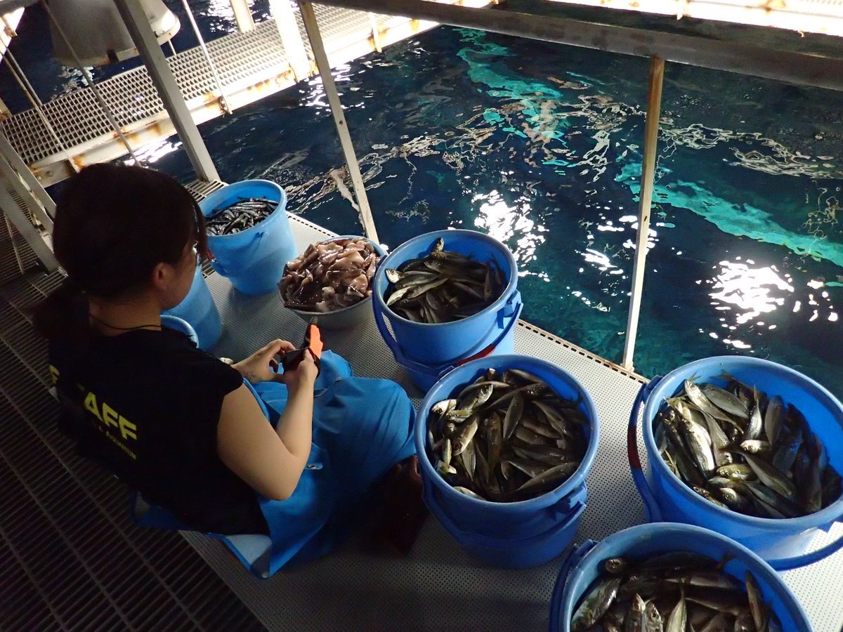 葛西臨海水族園 公式 Auf Twitter マグロの餌やりは毎日1回2人1組で行います 餌の最中は水しぶきで水槽の上からはマグロたちの餌を食べている様子が見えないため1人は水槽の前で確認をしています かさりん Tslp H マグロ強化期間