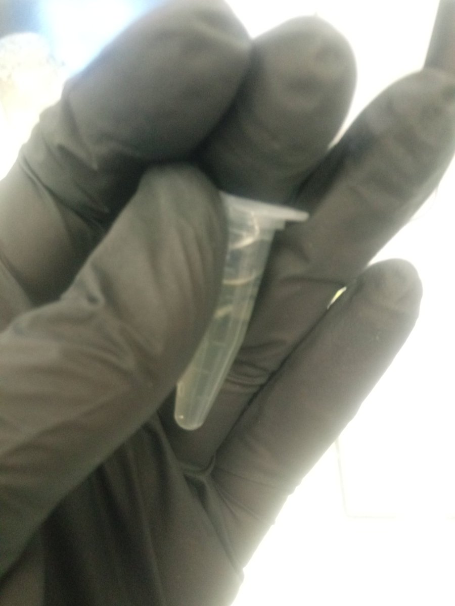HeloisaAllgayer's tweet photo. #RodentWeek #Science #genetic https://t.co/7k3AwtySd5