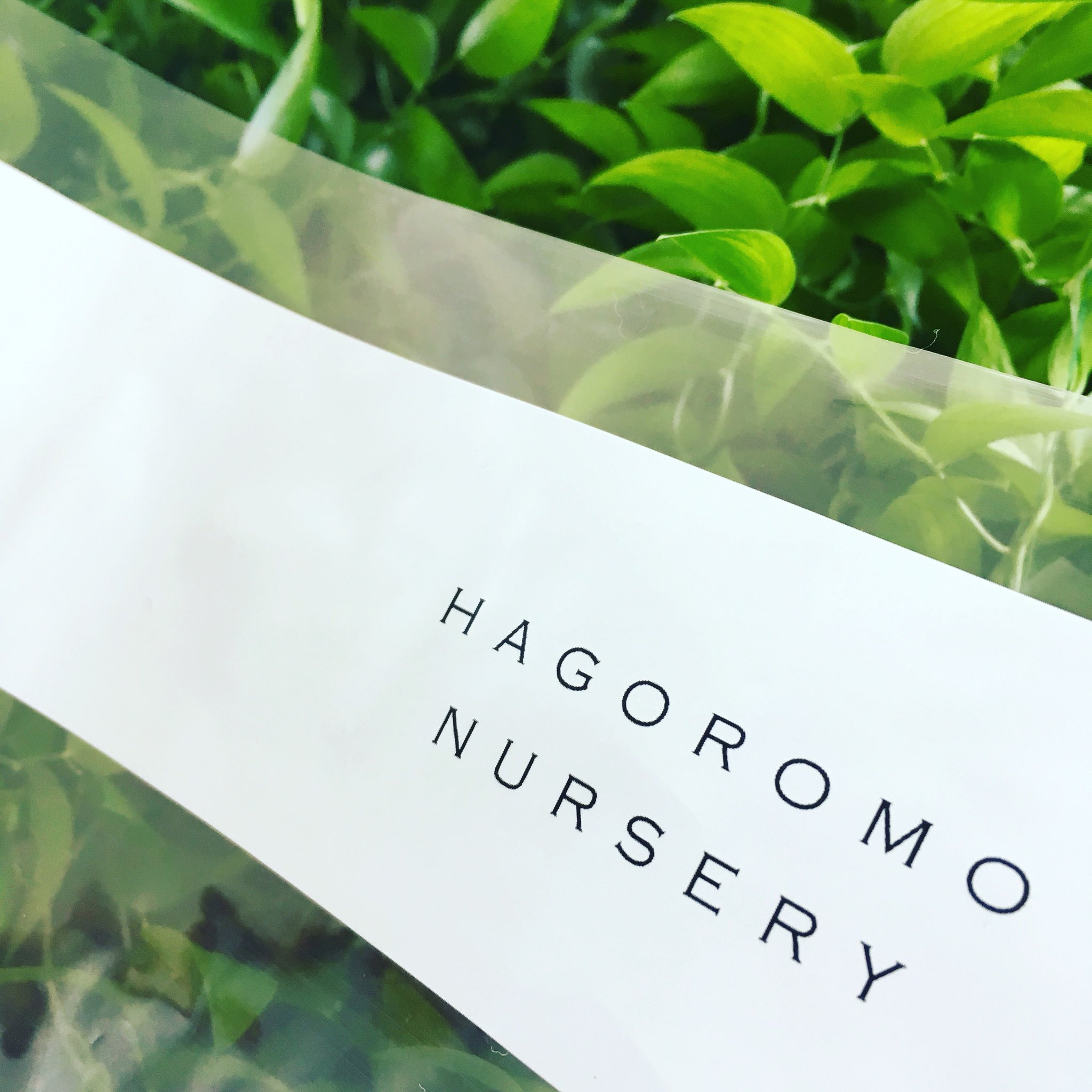 Masayoshi Watanabe 結婚式のシーズンで 装飾用のスマイラックスも収穫量が多めです Smilax Wedding Green Event スマイラックス Hagoromonursery 羽衣ナーセリー 結婚式 ブライダル 花嫁 山梨 八ヶ岳 T Co Lwyv4mtoze Twitter Masayoshi Watanabe 結婚式のシーズンで 装飾用のスマイラックスも収穫量が多めです Smilax Wedding Green Event スマイラックス Hagoromonursery 羽衣ナーセリー 結婚式 ブライダル 花嫁 山梨 八ヶ岳 T Co Lwyv4mtoze Twitter