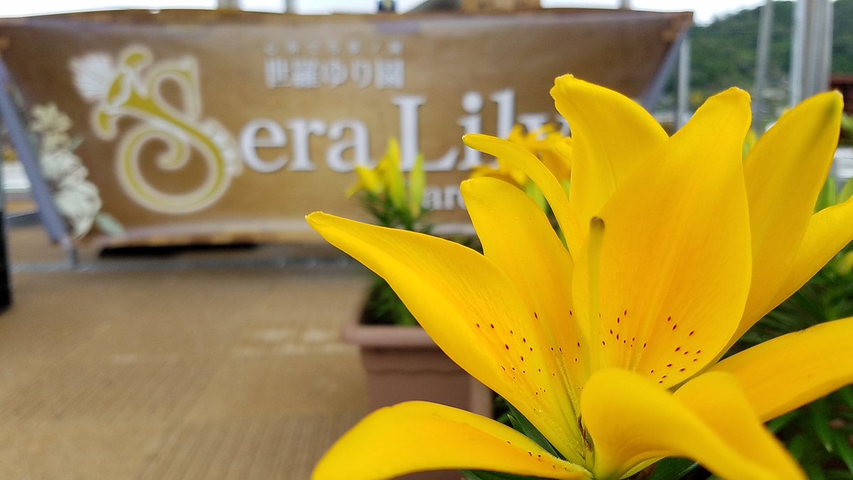 花の駅せら 世羅ゆり園 本日は道の駅世羅で 出張販売です 朝切りのユリと球根 鉢植えの販売をしております もちろん ゆり園でも販売しておりますので 世羅にお越しの際は 道の駅世羅 世羅ゆり園へ お立ち寄りくださいませ