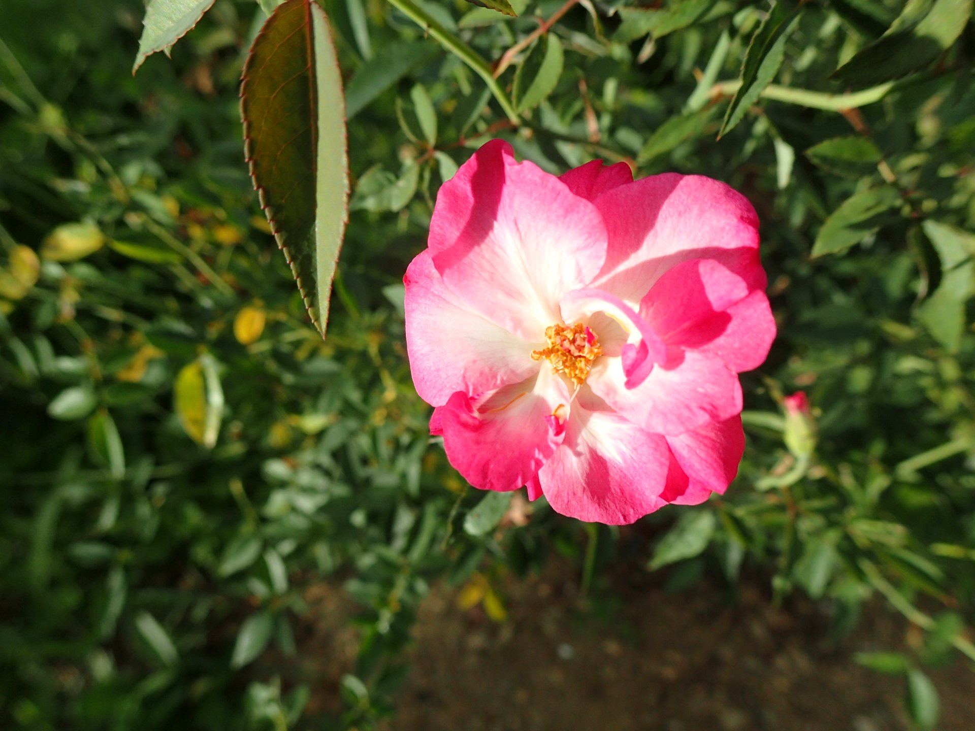 コウシンバラ Twitter Search Twitter