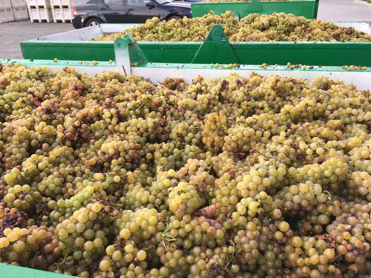 #Sonoma harvest glory is in full effect! @VisitCA #wine #sonomawine #wineharvest #travel #sonomavalley #ca