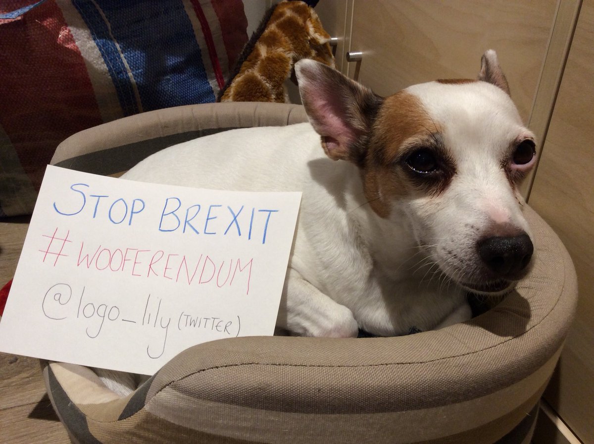 logo_lily's tweet photo. Feeling #pawlitical this evening! I’m not allowed to go to the #Westminster @wooferendum march cos I get scared by other dogs, but I still want to make my bark heard! #Wooferendum https://t.co/qgF6EaGJ3w