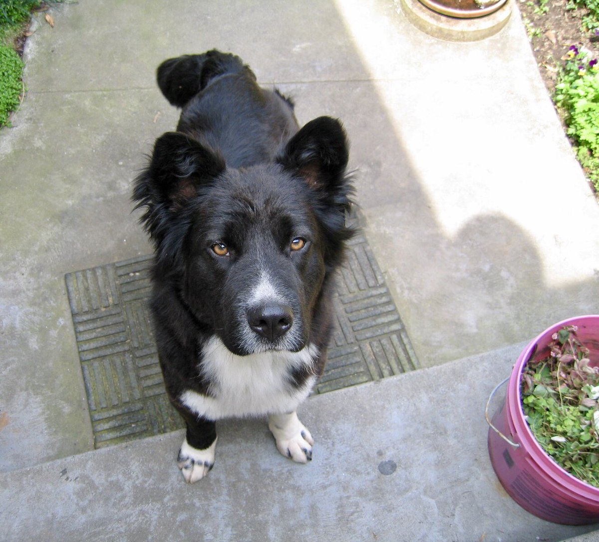 This is the day after I brought Bella home.  Even though she had been treated, she was still covered in live ticks &amp; we spent the next few days bonding over me physically ripping them from her body.  She was so patient.❤️