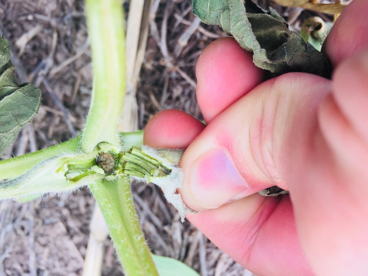 Girasoles sin retorno , daños por las bajas temperaturas!! Una lastima <a href="/bertellof/">Fernando Bertello</a> <a href="/richardbindi/">Ricardo Bindi 🎙💡🌽📚📈</a> <a href="/NanoGauchat/">Fernando Gauchat</a> <a href="/PabloVeguillas/">Pablo Veguillas</a> <a href="/AAPPCE/">AAPPCE</a> <a href="/PabloVeguillas/">Pablo Veguillas</a> <a href="/IntaHeladas/">INTA Heladas</a> <a href="/intaargentina/">INTA</a>