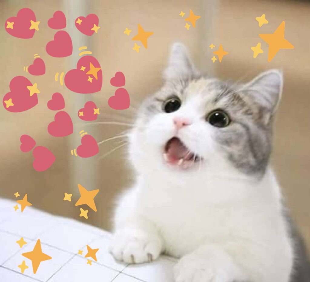 Download Wholesome Cat  Meme Hearts PNG GIF BASE