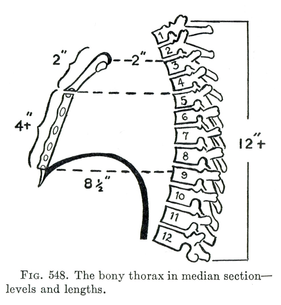 最近、テキストの間に配置される小さな解剖図を眺めている。他者に見所を伝えるときになかなか効果的。1枚目:胸椎棘突起の向きと長さ。2枚目:胸骨の位置と高さ(胸椎全体の約半分)、3枚目:大胸筋付着部を示す補助線、肋軟骨と胸骨の連結様式など。"Grant's Method of Anatomy"より。 