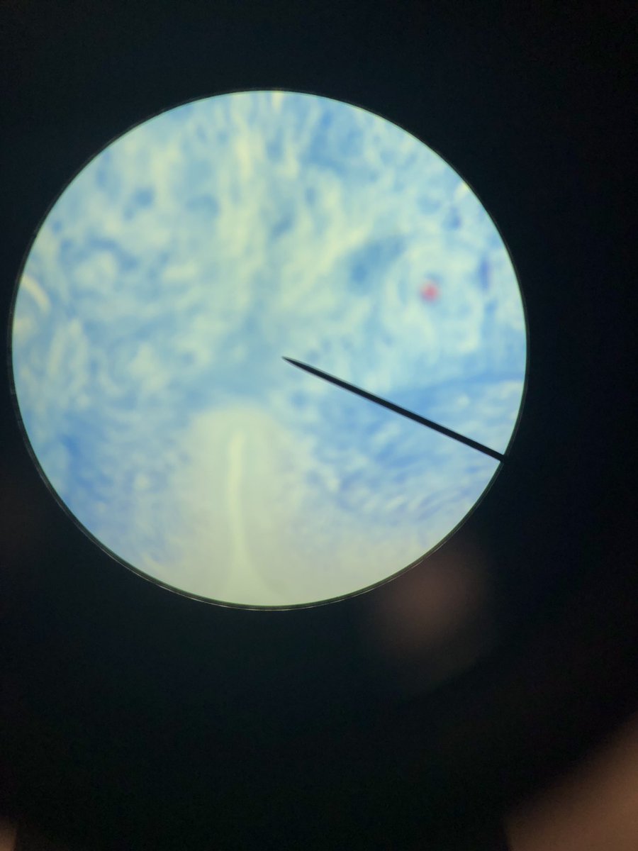 2021Arianna's tweet photo. #wemakescience https://t.co/6Eo4ZhsI2P