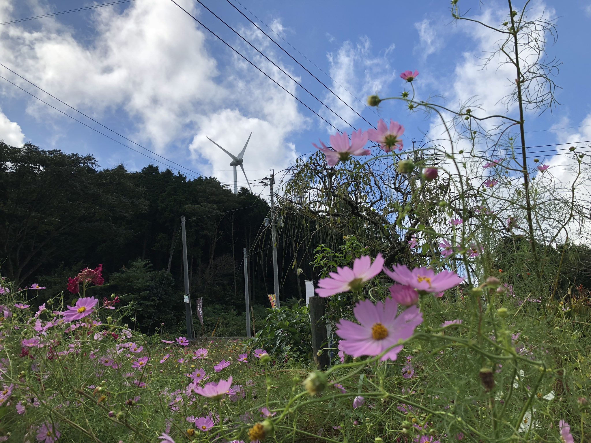 Fmさつませんだい 柳山アグリランドのコスモス祭り これからもっと咲き出すとのこと 子どもたちが やっほー と叫ぶほど 気持ちの良い柳山へぜひ お出かけしてみましょう 名物の焼き芋 も甘くておいしい 薩摩川内市 柳山 アグリランド