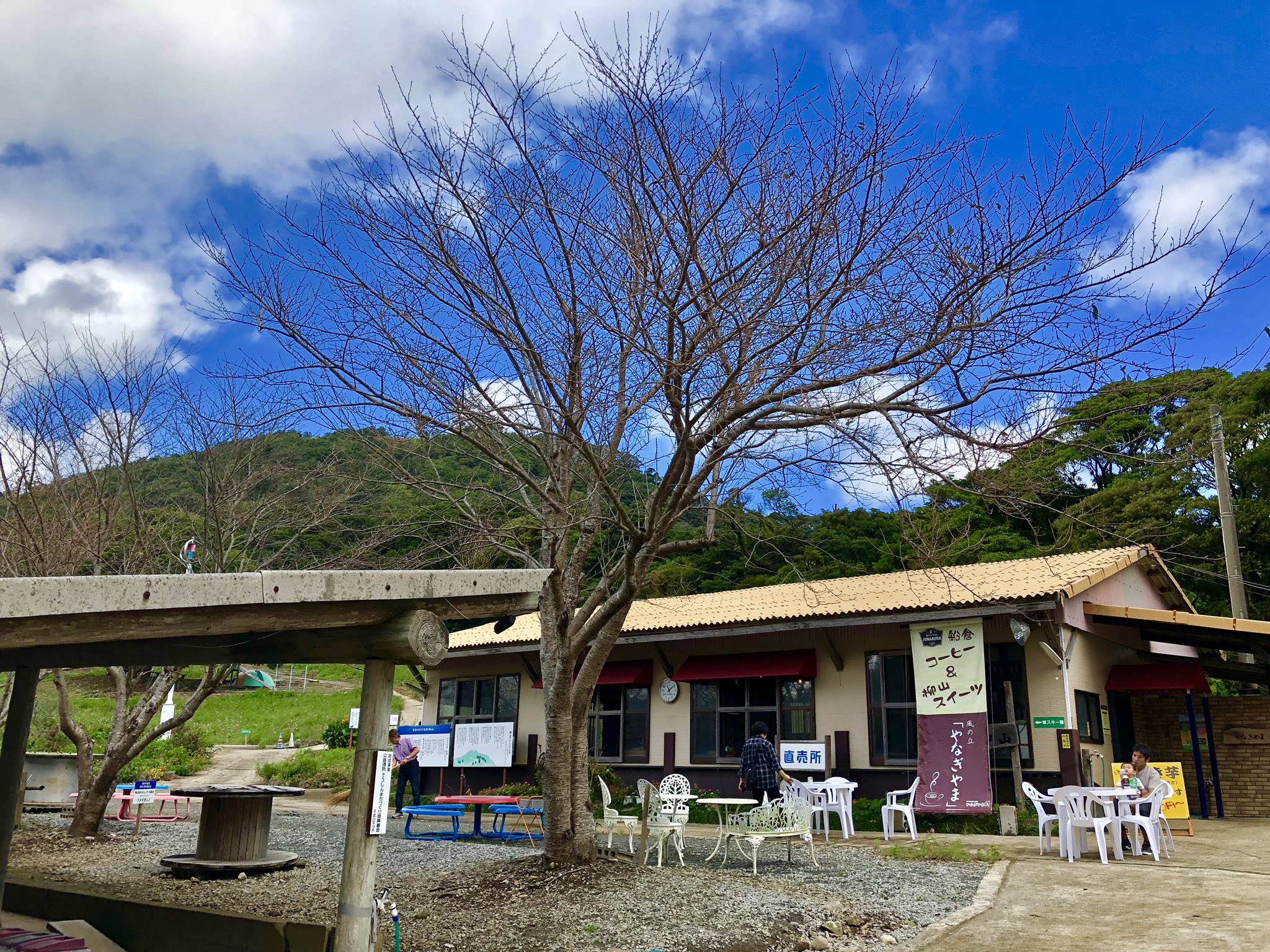 Fmさつませんだい 柳山アグリランドのコスモス祭り これからもっと咲き出すとのこと 子どもたちが やっほー と叫ぶほど 気持ちの良い柳山へぜひ お出かけしてみましょう 名物の焼き芋 も甘くておいしい 薩摩川内市 柳山 アグリランド