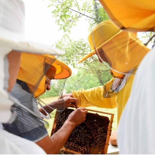 beewebapp's tweet image. #beekeeping  #bee #beekeeper #pcelarstvo #honey #honigbiene #bees #biene #savethebees #apiary #apicultura #apicoltura #apiculture #apicolturaurbana