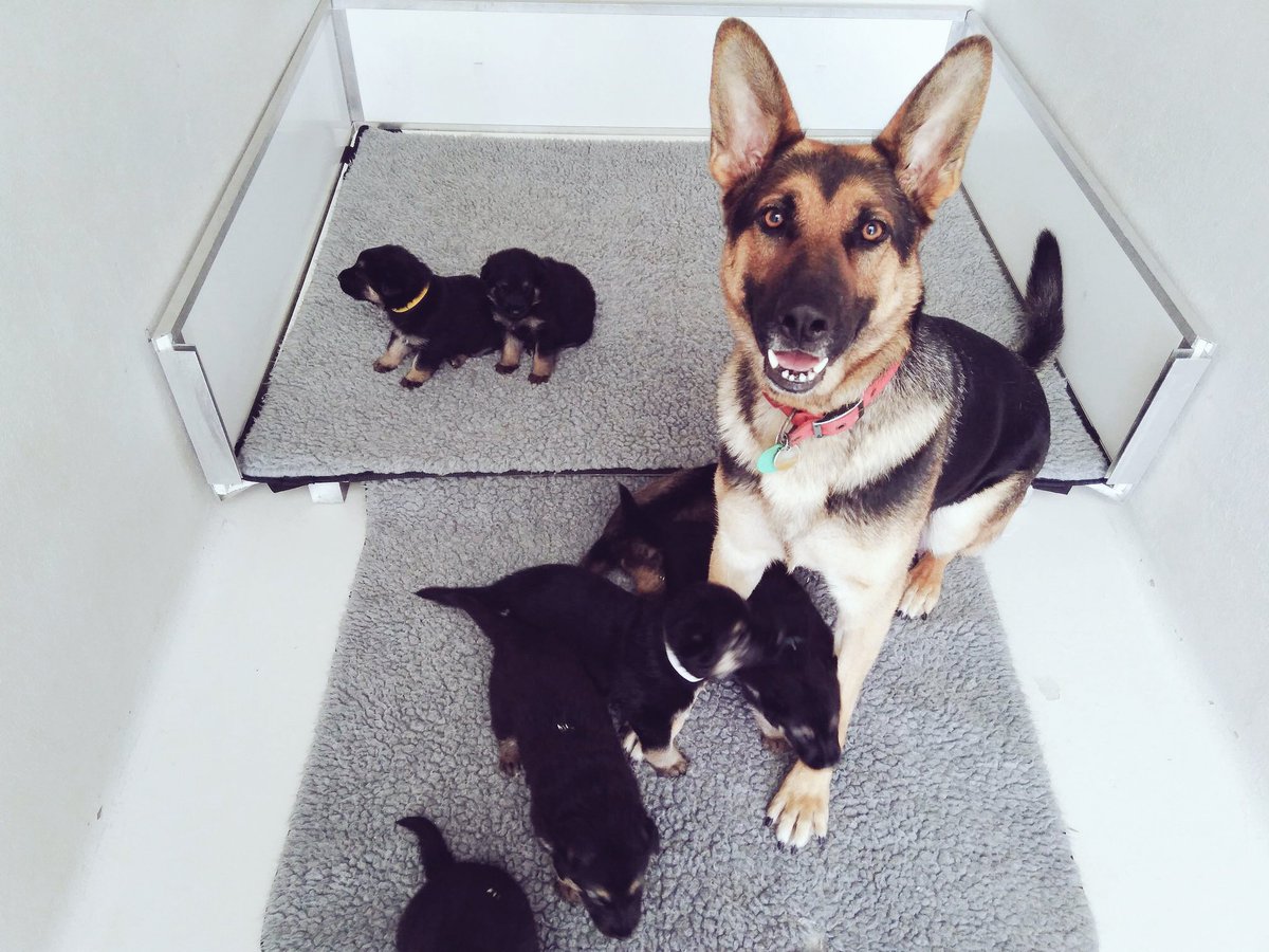 nzpolice's tweet photo. When Mum wants a nice photo of the whanau but all the kids are playing up 🙄🤭🐾 https://t.co/aHO0APu8lW