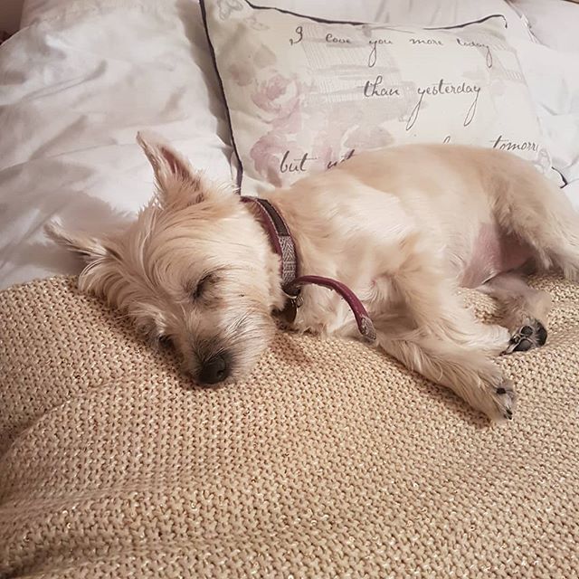 MeelaDog's tweet photo. I love my humans bed, I'm staying here forever. #sleepy #comfy #theyllneverknow #nap #cairnterrier #cairn #cairnstagram #cairnterrierworld #cairnsoftheworld #cairnsofinstagram #terriersofinstagram #terrierific https://t.co/7nCeWd8pJ6 https://t.co/cN09l68Hew