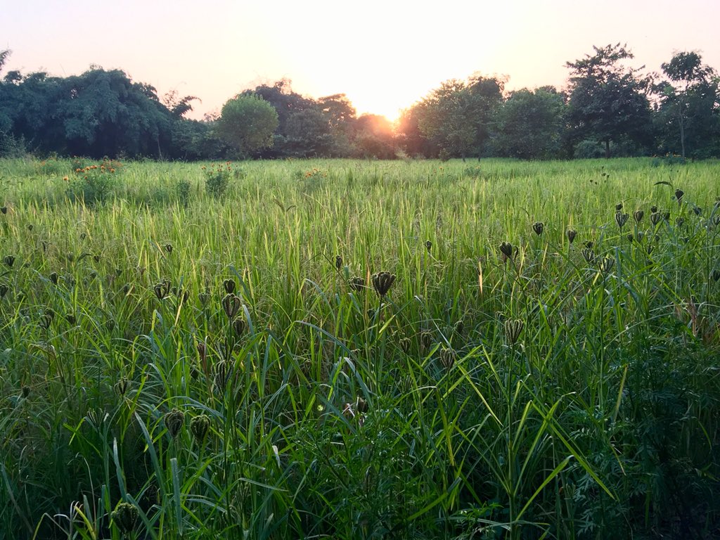 THProj's tweet image. Dr. Vandana Shiva shares ideas at the @regeneration_in meeting on #seeds #farmers #organic food &amp;amp; #democracy. #SeedFreedom