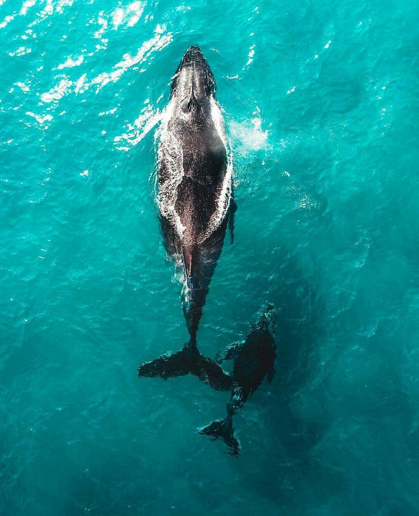 noujouhaan's tweet image. Ek is getrou, jy is gebou

en hierdie wêreld van My is in afwagting oor jou 

Kom hardloop deur My woude 
kom swem hier in My see 
Wees somer oor My berge 

want dis hier waar Ek regeer 

Ek in jou en jy in my!

Nuwe dag vir jou voorberei
maak maar oop die gordyne!

#goedheid