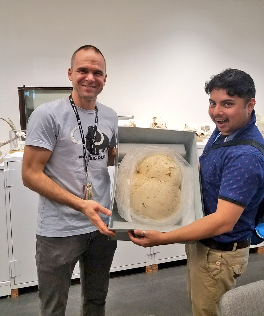 Got to learn more about the awesomeness of fungi from Dr. Peter Kennedy at the <a href="/BellMuseum/">Bell Museum</a> check out the giant puffball...woot.