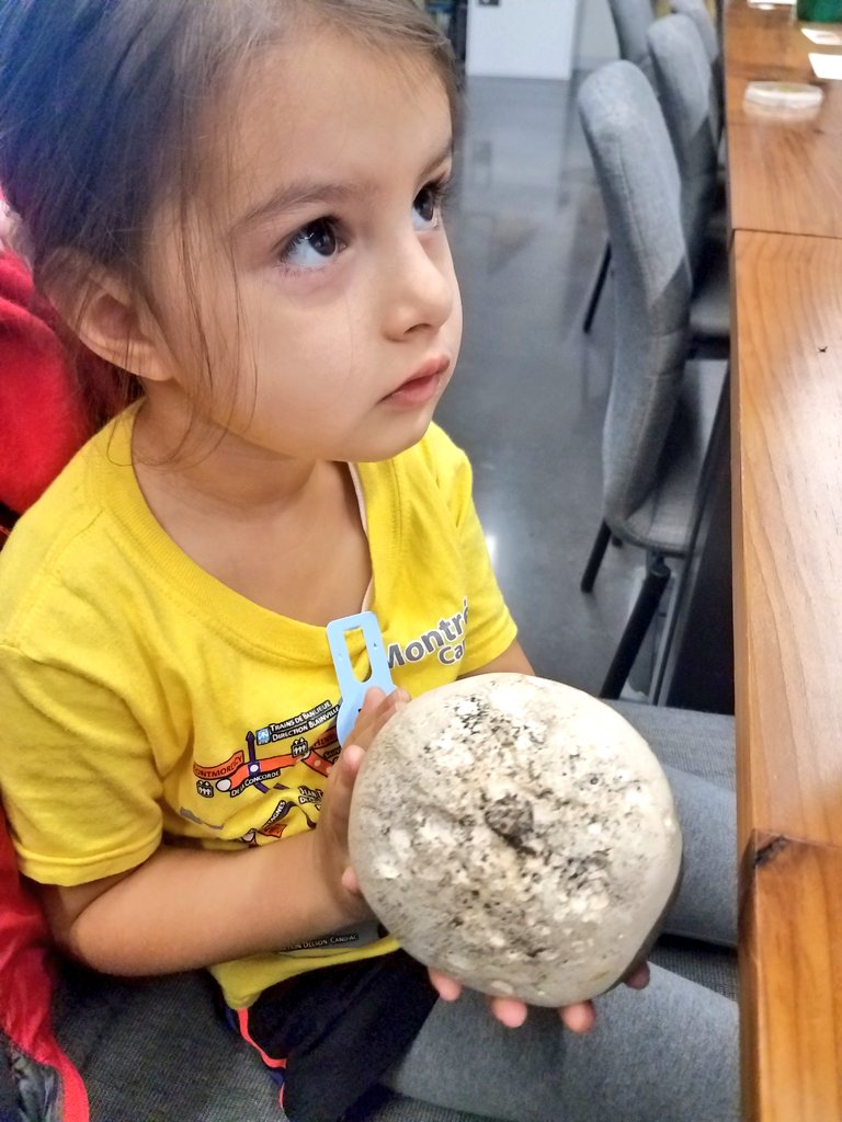 RoyRahul86's tweet photo. Got to learn more about the awesomeness of fungi from Dr. Peter Kennedy at the @BellMuseum check out the giant puffball...woot. https://t.co/1jQ1ZxeeRO