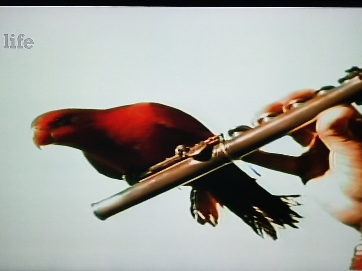 TheRealLGato's tweet image. Blondie/The Doors- Rapture Riders= Dope Mashup #VMB35 @VideoMusicBox always playing the jams