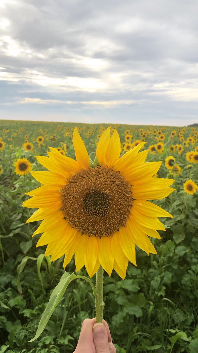 alexaa9779's tweet photo. Sunflowers are so beautiful 😍💛🌻 https://t.co/CZIDSyRw4h