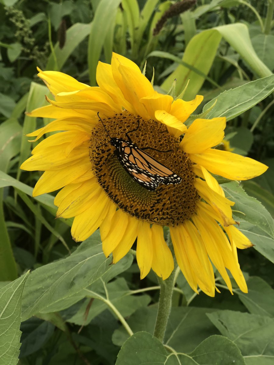 alexaa9779's tweet photo. Sunflowers are so beautiful 😍💛🌻 https://t.co/CZIDSyRw4h