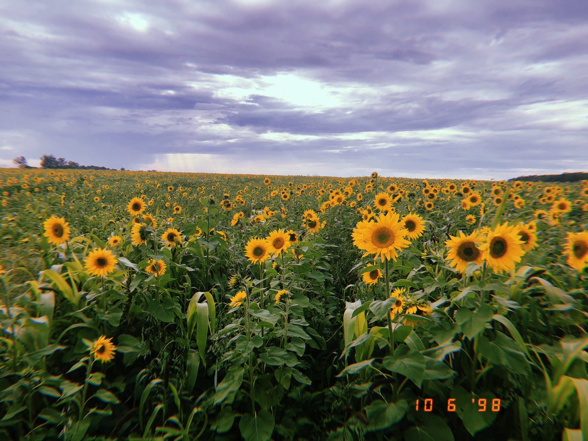 alexaa9779's tweet photo. Sunflowers are so beautiful 😍💛🌻 https://t.co/CZIDSyRw4h