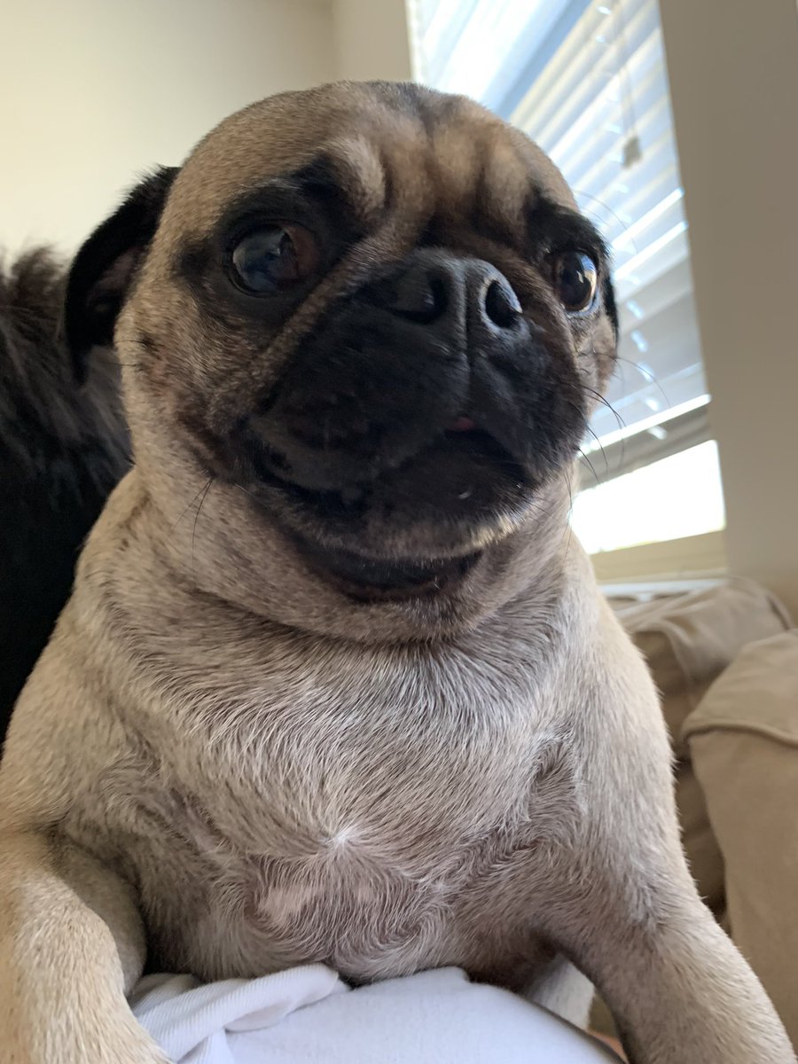 SassyBarkshire's tweet photo. Dis face is my moms favorite ๐
#pug #pugs #dogsoftwitter #dog #dogs #cat #cats #dog #pugsoftwitter #lapugmeetup #pugqueen https://t.co/mdCnzpPcbk