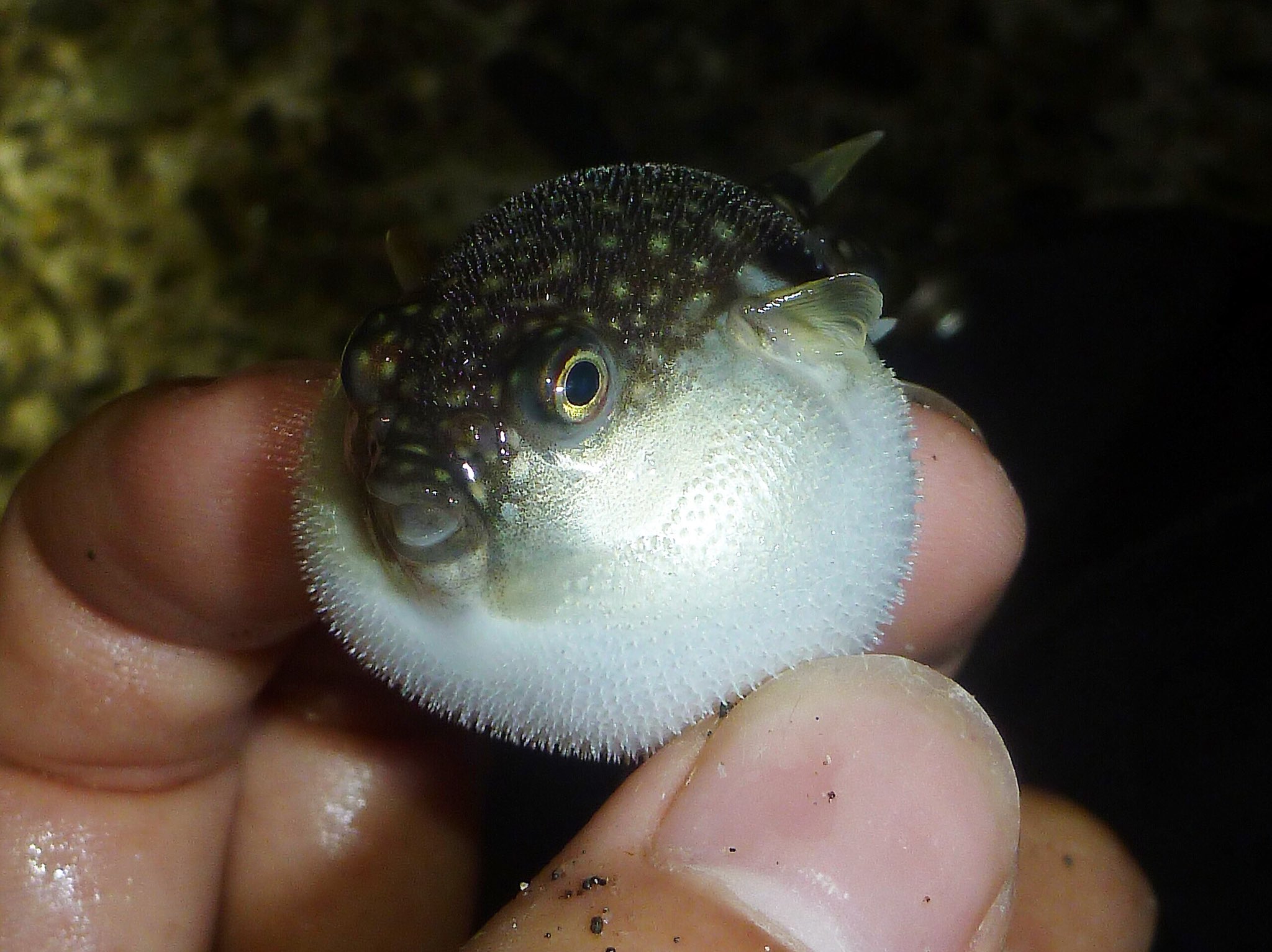 Gasagasa 水生生物採集 フグ といえば ぷくっと風船のように膨らむイメージがありますが 実際に見たことがない方も多いのではないでしょうか 家族連れや子供たちを集めたイベントで クサフグ や ハリセンボン イシガキフグ なんかを膨らませる