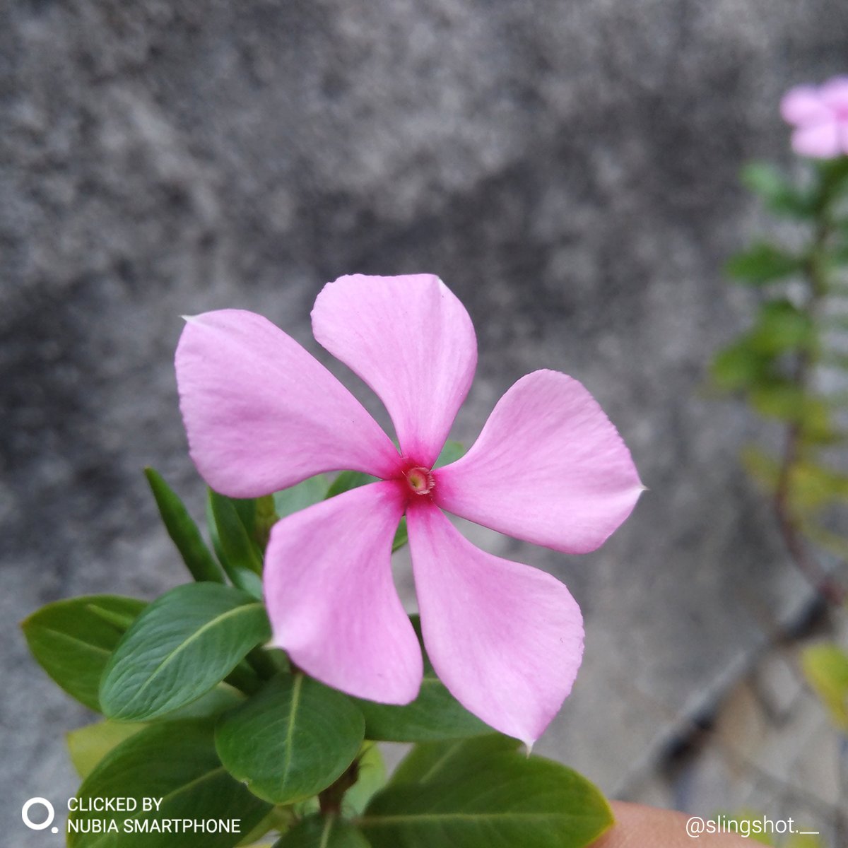 nubia_India's tweet photo. Every flower is a soul blossoming in the nature. #Regram @slingshot.__ #ClickedBynubia using Z11 mini S. #nubiaIndia #Photography https://t.co/xTw29FE783