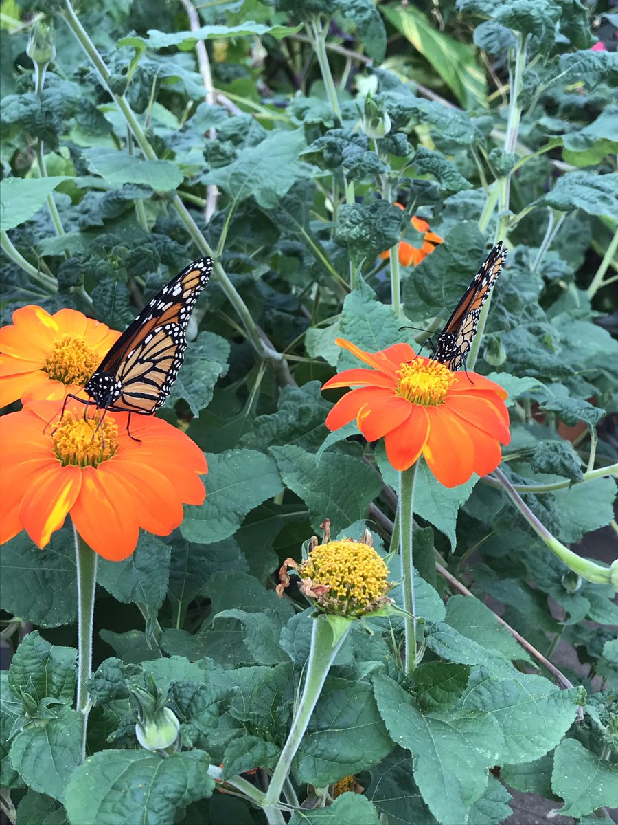 milkweedbuzz's tweet photo. My zinnia patch was graced by a pack of migrating monarchs yesterday. Safe travels! #mexicobound #MonarchButterflies https://t.co/qbzN0v3qNU