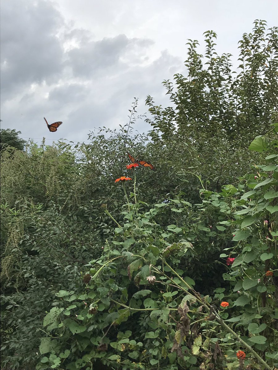milkweedbuzz's tweet photo. My zinnia patch was graced by a pack of migrating monarchs yesterday. Safe travels! #mexicobound #MonarchButterflies https://t.co/qbzN0v3qNU