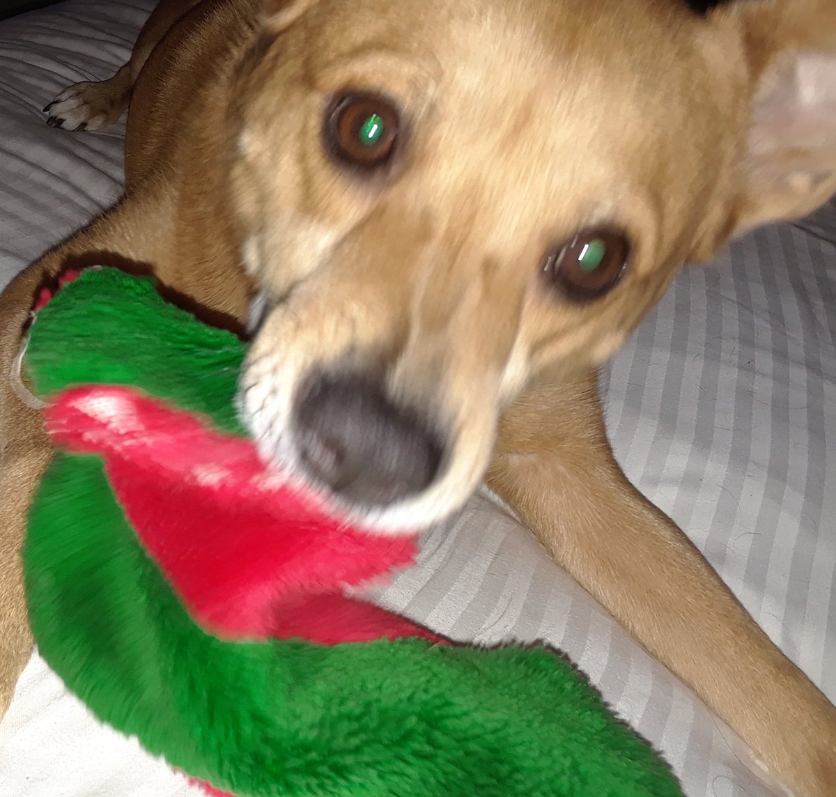 LisaOFScotts's tweet photo. Look who's back in my bed๐
My fam didn't help "when I leave" - Zoey ๐ comes with. No one cared about my social life๐
Max๐ถ is beyond thrilled but rolls w it๐โโ๏ธ. Watched ๐ก๐ Zoey obvi liked it๐ me too. Vv cute movie!
Nitez ๐!
Lisa๐Max๐ถ Zoey๐
#longnite #nooldtown๐น๐ https://t.co/zspa8ycCxt