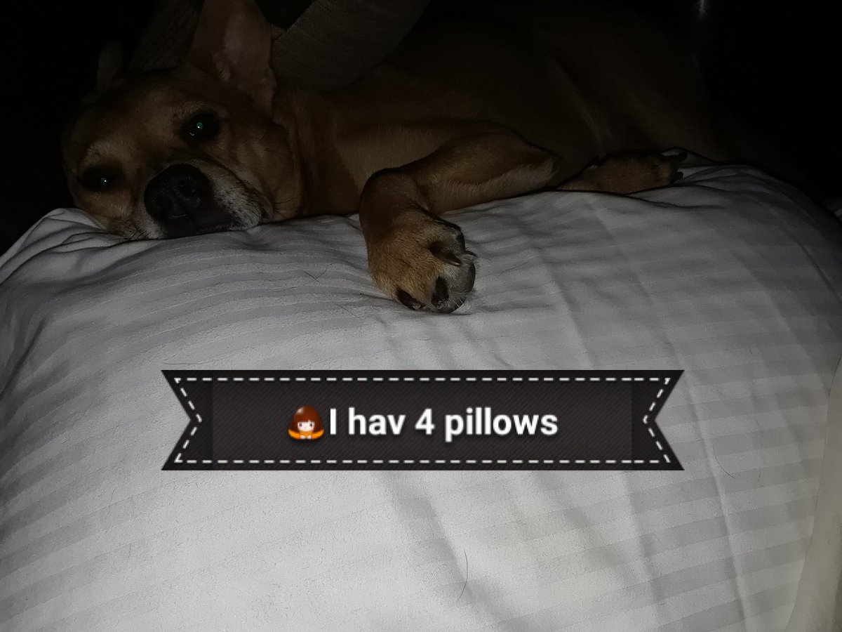 LisaOFScotts's tweet photo. Look who's back in my bed๐
My fam didn't help "when I leave" - Zoey ๐ comes with. No one cared about my social life๐
Max๐ถ is beyond thrilled but rolls w it๐โโ๏ธ. Watched ๐ก๐ Zoey obvi liked it๐ me too. Vv cute movie!
Nitez ๐!
Lisa๐Max๐ถ Zoey๐
#longnite #nooldtown๐น๐ https://t.co/zspa8ycCxt