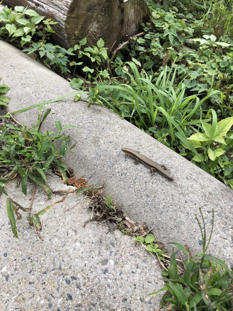 GeckoKingdom's tweet photo. トカちゃん🖖 https://t.co/i1yObmV0nx