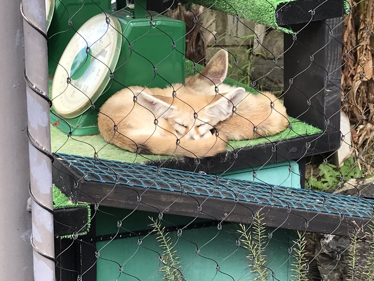 katamenomi's tweet photo. 京都市動物園のフェネック https://t.co/D0EIwrIlQB