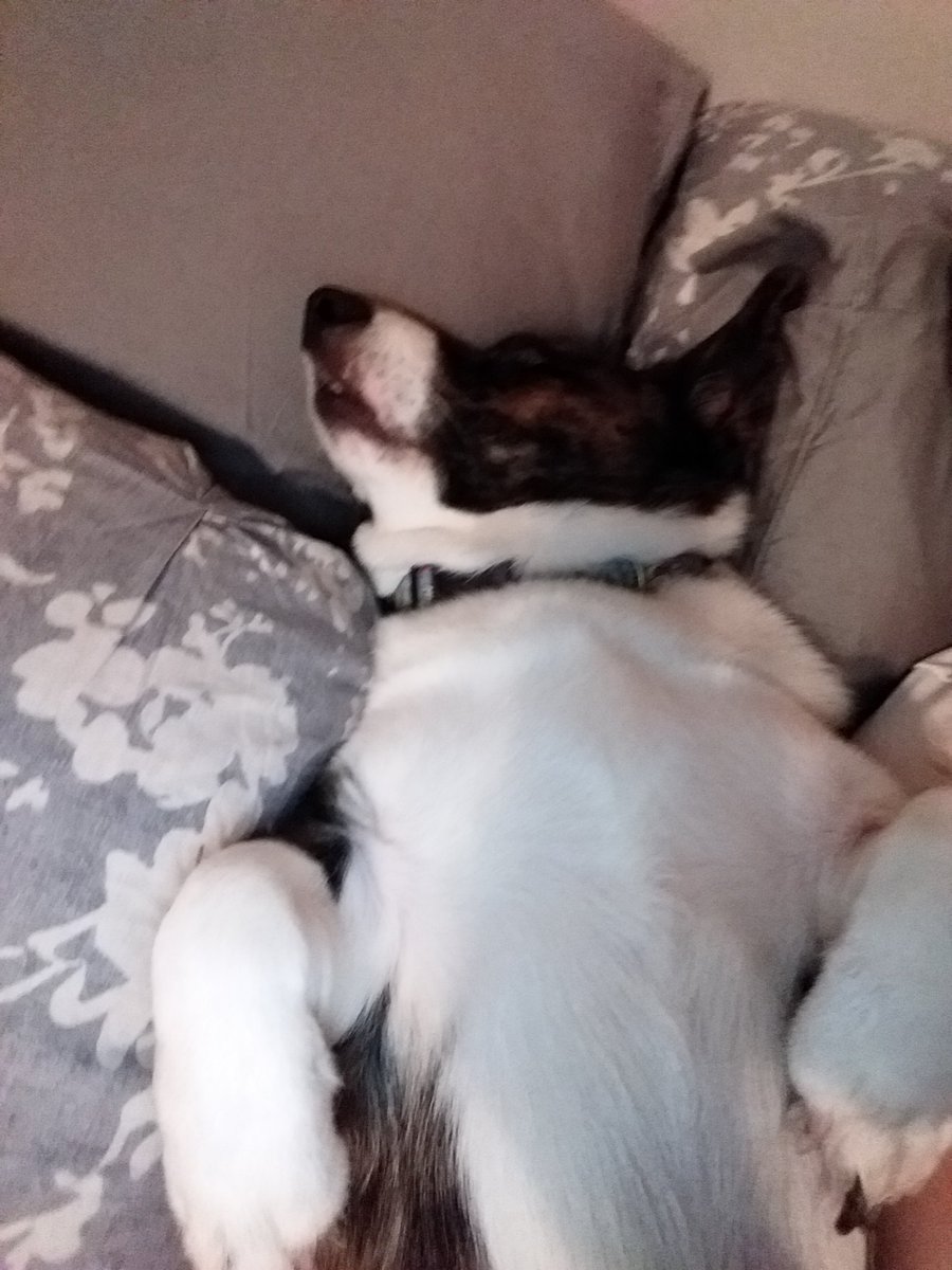THIScepoin's tweet photo. Someone decided he needed the entire bed. #CorgLyfe https://t.co/NA84WOhzBI